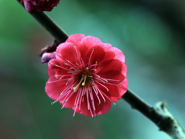 紅梅花一般什么時候開花？