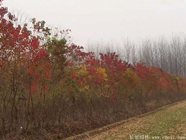 烏柏樹圖片烏柏樹苗木基地實(shí)拍