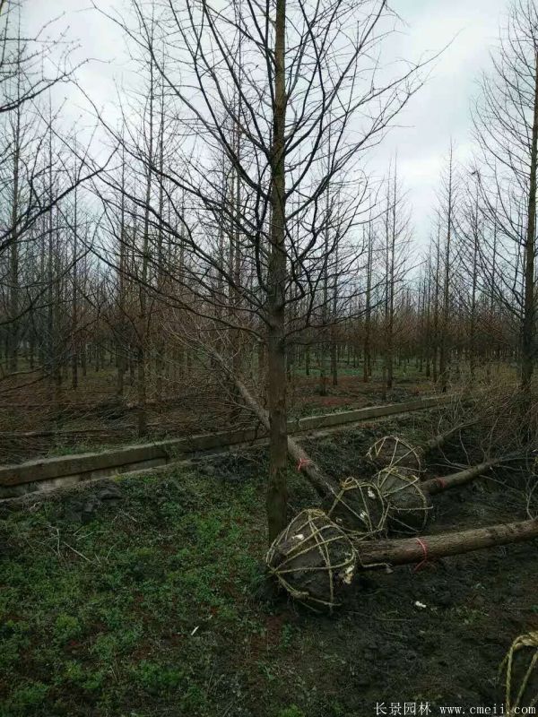 水杉樹圖片水杉樹基地實拍