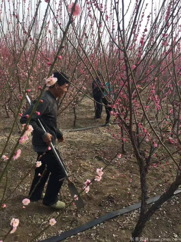 紅梅樹(shù)紅梅花圖片基地實(shí)拍