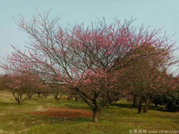 紅梅樹(shù)紅梅花圖片基地實(shí)拍