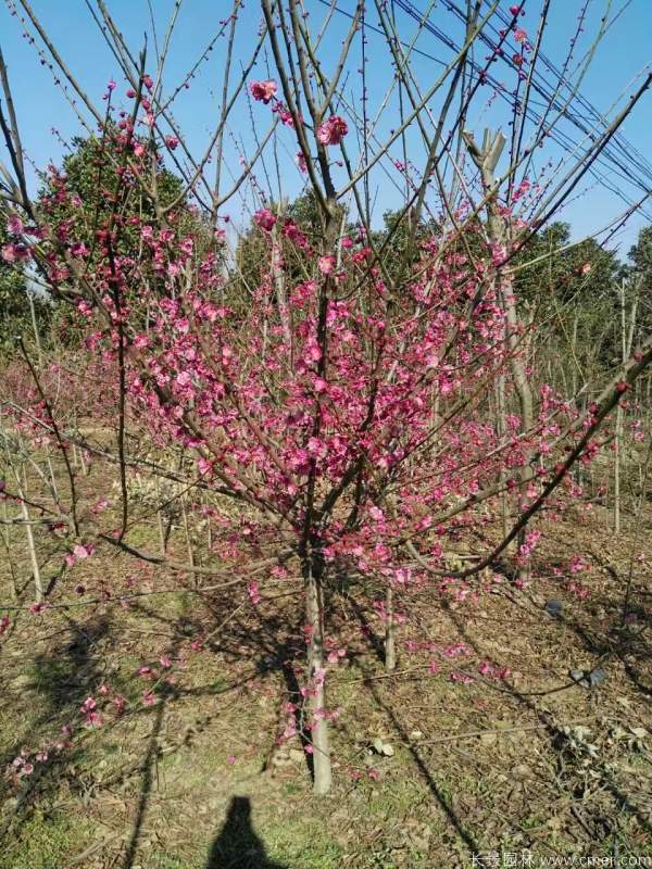 紅梅樹(shù)紅梅花圖片基地實(shí)拍