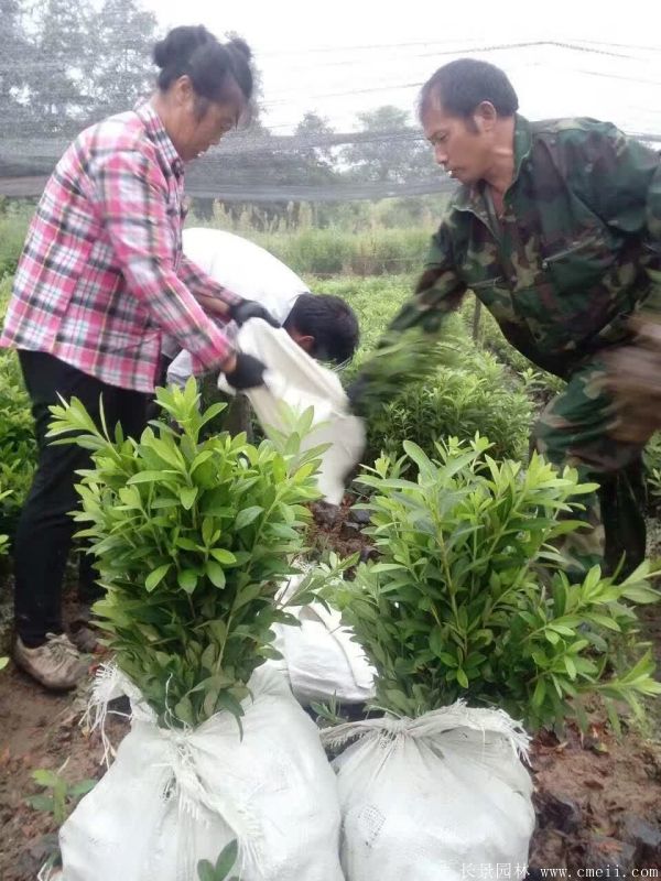 毛鵑圖片基地實拍