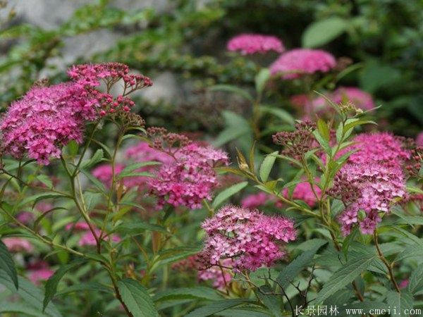 繡線菊?qǐng)D片基地實(shí)拍