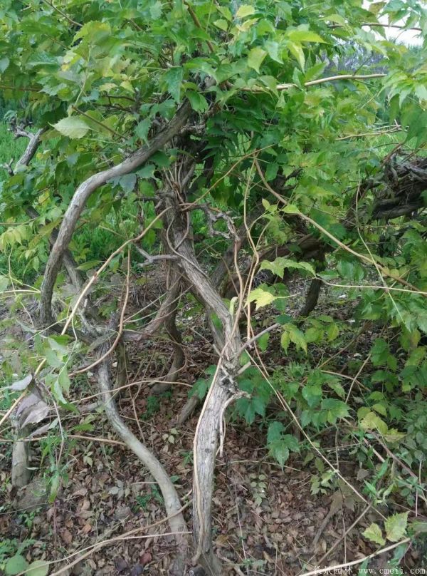 凌霄花苗圖片基地實(shí)拍