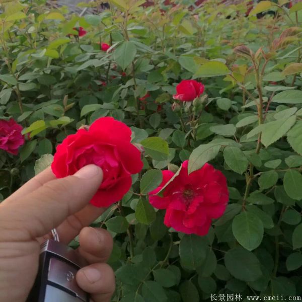 藤本薔薇圖片基地實(shí)拍