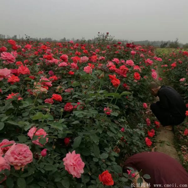 月季花圖片基地實拍