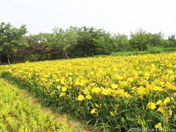 常綠萱草基地實拍圖片