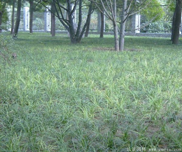 吉祥草基地實拍圖片