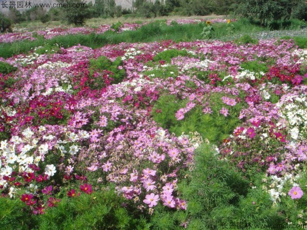 波斯菊種子發(fā)芽出苗開(kāi)花圖片