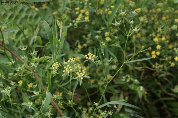 柴胡種子發(fā)芽出苗開(kāi)花圖片