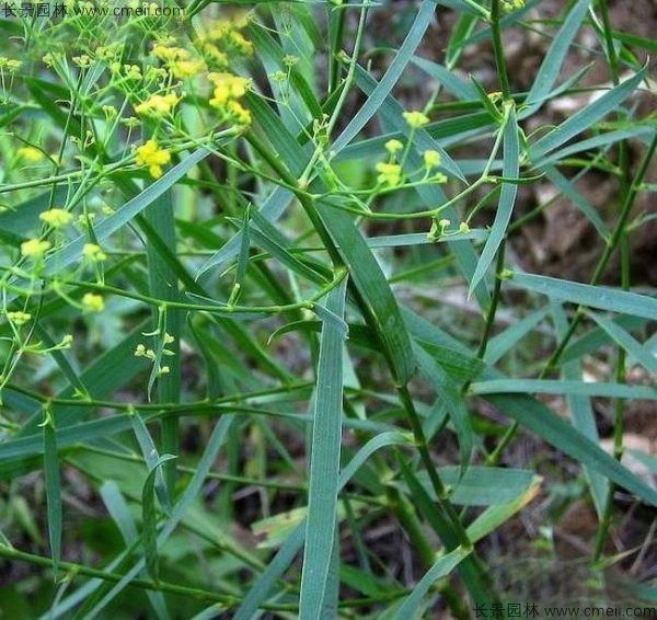 柴胡種子發(fā)芽出苗開(kāi)花圖片