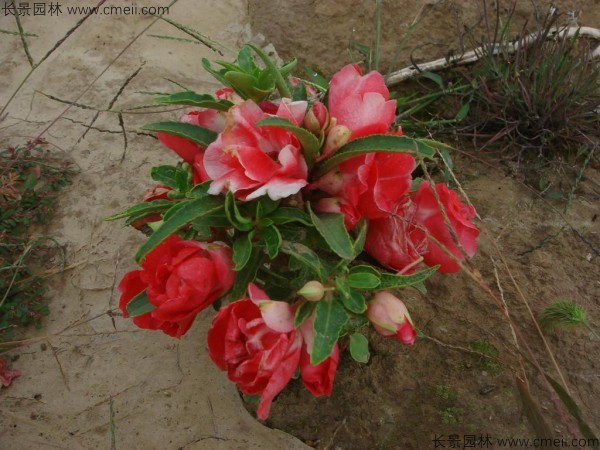 鳳仙花種子發(fā)芽出苗開(kāi)花圖片