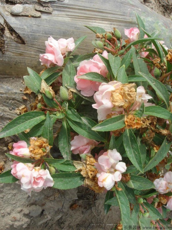 鳳仙花種子發(fā)芽出苗開(kāi)花圖片