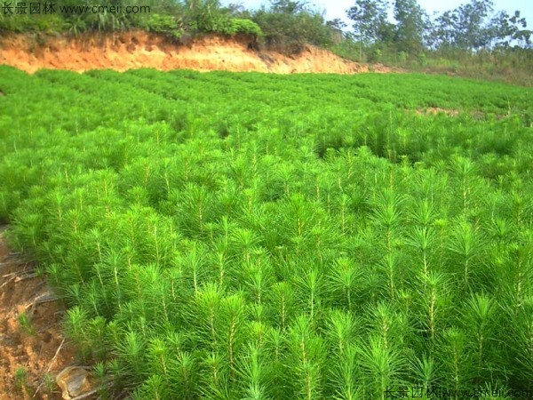 馬尾松種子發(fā)芽出苗圖片