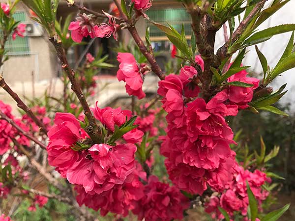 蟠桃樹(shù)苗開(kāi)花圖片