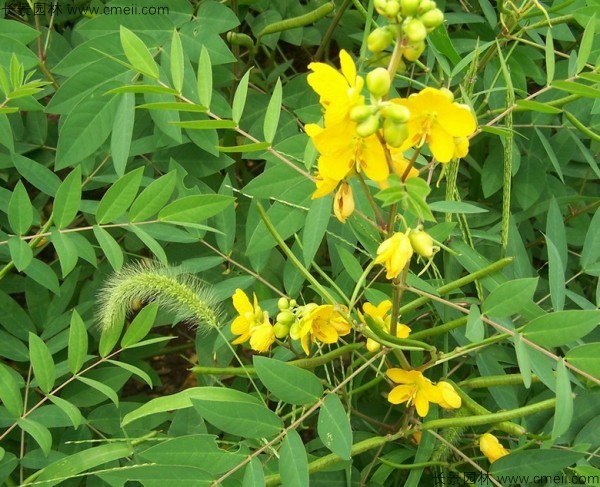 蛇滅門種子開花發(fā)芽出苗圖片