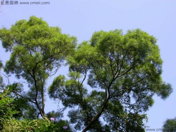 臺(tái)灣相思樹(shù)開(kāi)花圖片