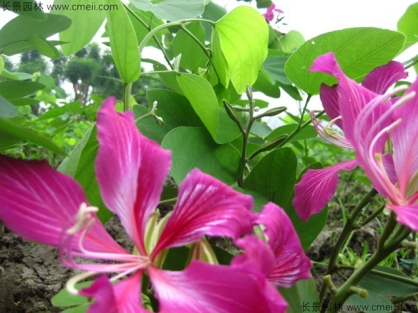 羊蹄甲開(kāi)花圖片