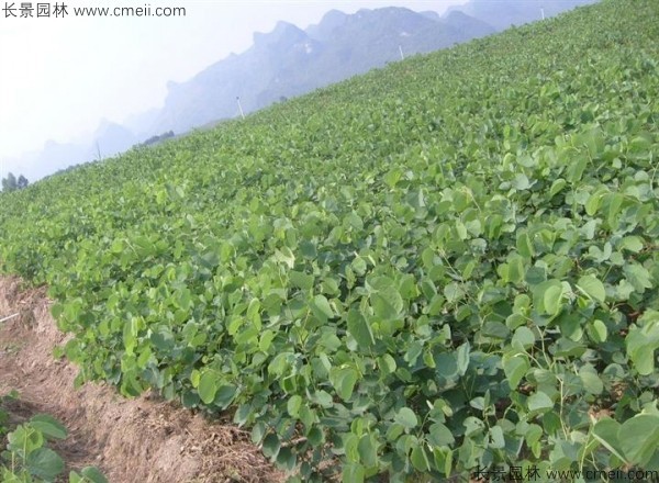 羊蹄甲樹(shù)葉圖片