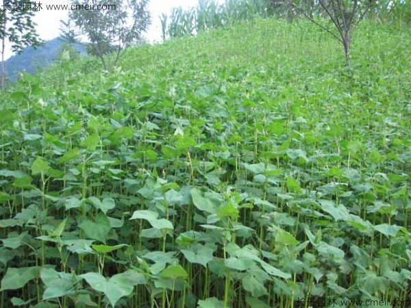 甜蕎麥種子發(fā)芽出苗圖片