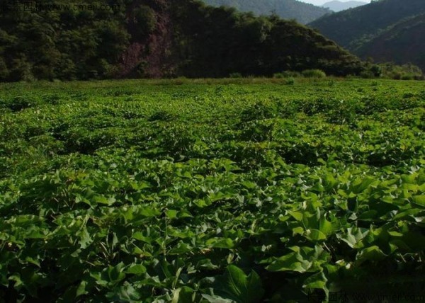 油桐樹(shù)種子發(fā)芽出苗圖片