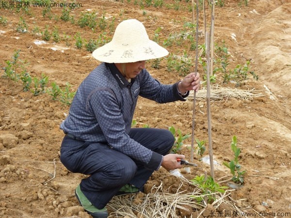 茶樹種子發(fā)芽出苗圖片