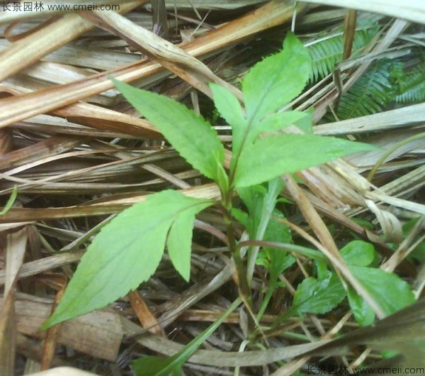 敗醬草種子發(fā)芽出苗圖片