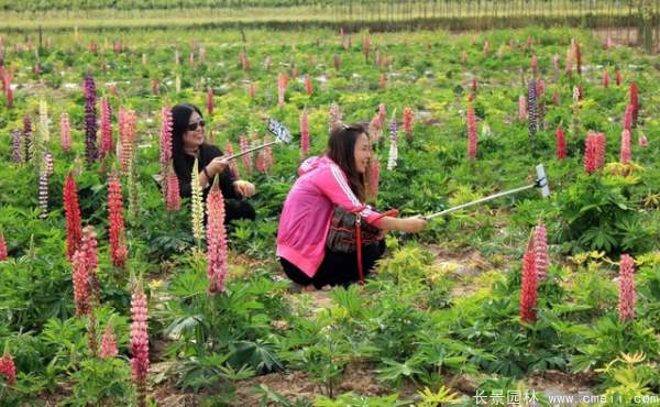 羽扇豆種子發(fā)芽出苗開花圖片