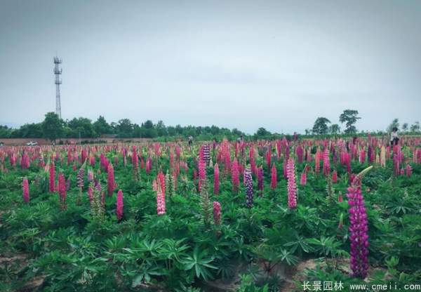 羽扇豆種子發(fā)芽出苗開花圖片