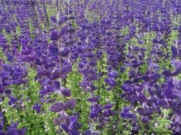 鼠尾草種子發(fā)芽出苗開花圖片