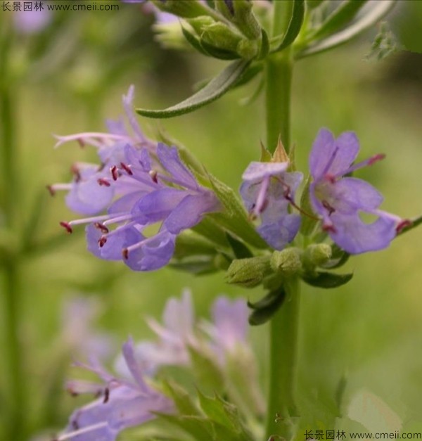 留蘭香薄荷種子發(fā)芽出苗開(kāi)花圖片