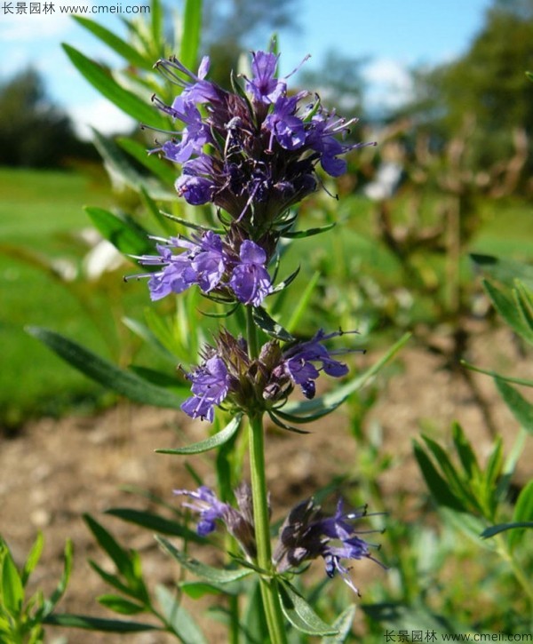 留蘭香薄荷種子發(fā)芽出苗開(kāi)花圖片