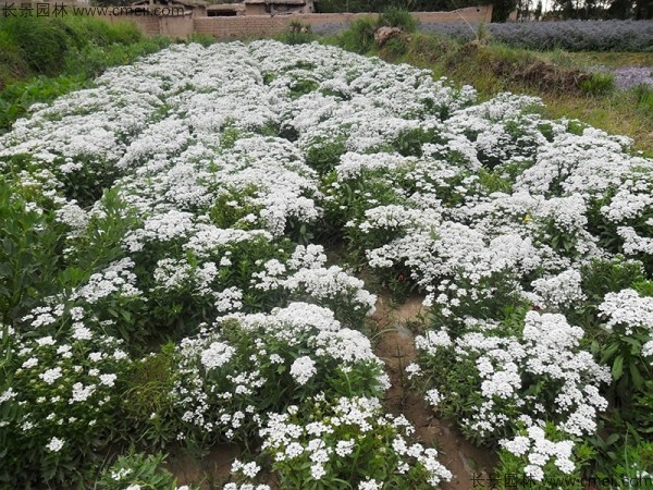 蜂室花種子發(fā)芽出苗開花圖片