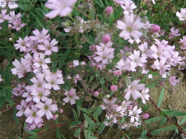 霞草種子發(fā)芽出苗開(kāi)花圖片