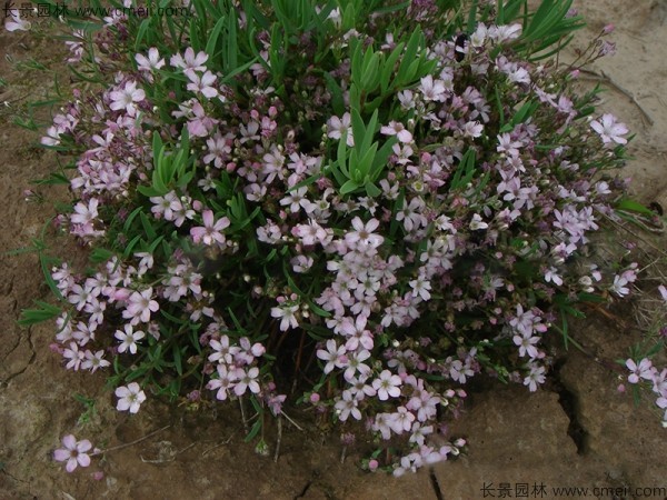 霞草種子發(fā)芽出苗開(kāi)花圖片