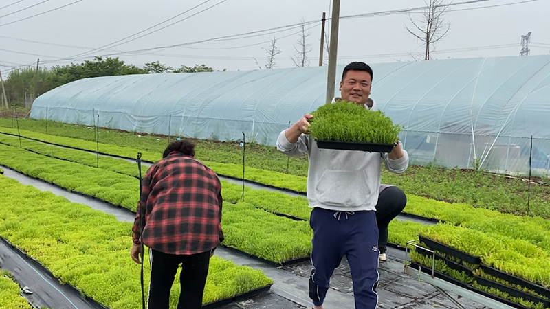 佛甲草托盤(pán)苗植種基地