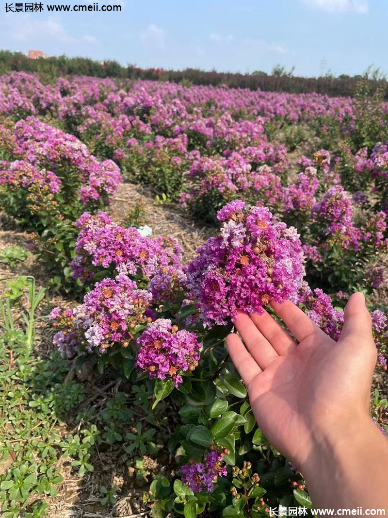 長景園林矮紫薇