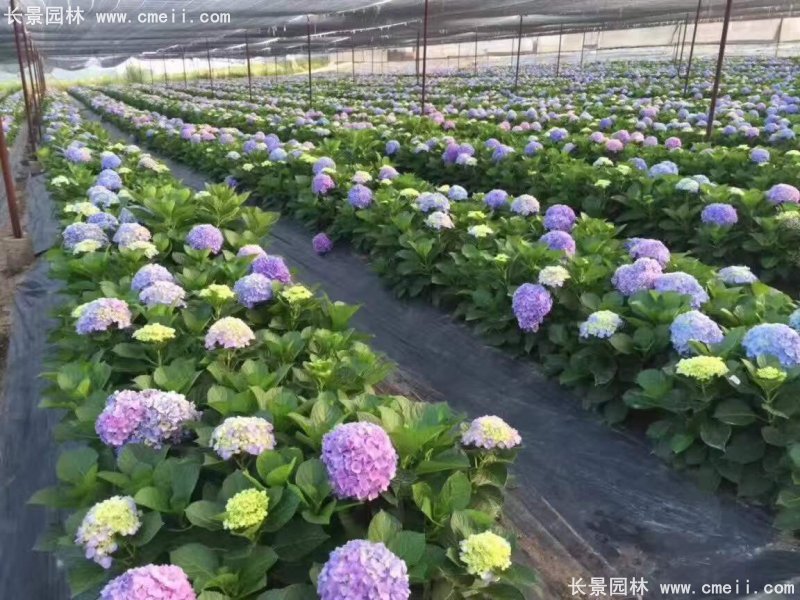 繡球花八仙花圖片基地實拍