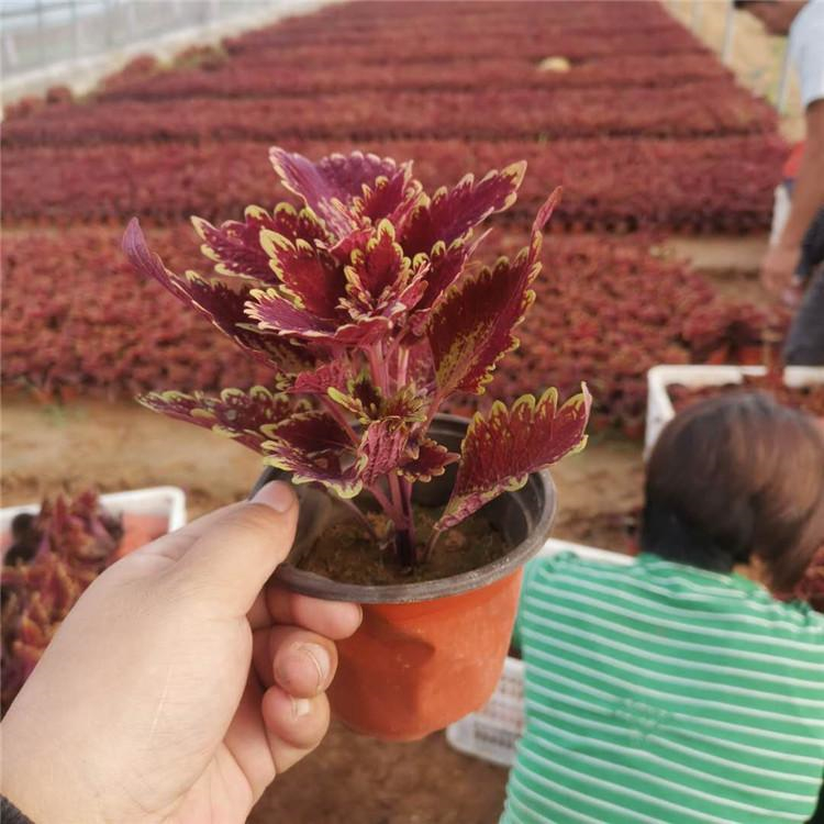 五色草盆栽苗彩葉草種苗